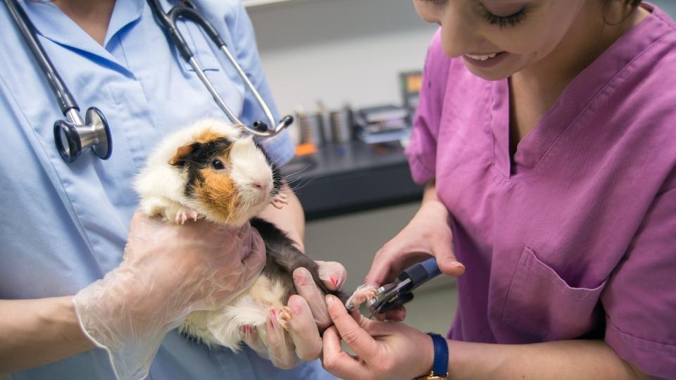 Vet Tech FAQ