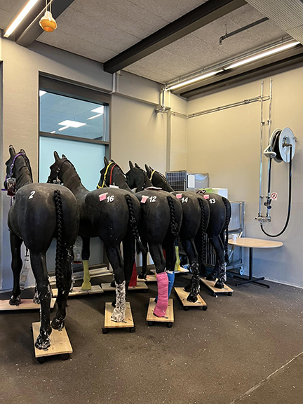 Horses in clinic in Uppsala, Sweden