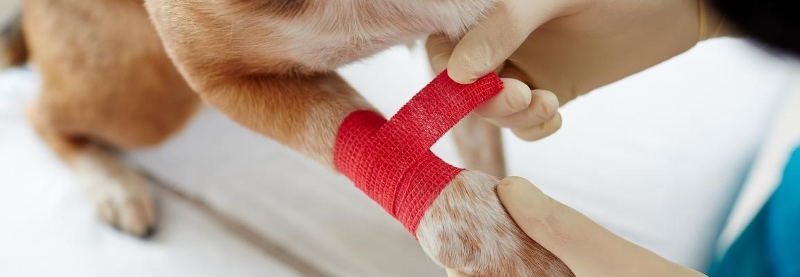 A veterinary technologist wraps a bandage on a canine patients wound. Photo: stock image from Canva