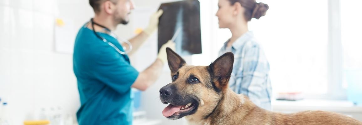 A veterinary technologist speaks with a canine patient's owner. Photo: stock image from Canva