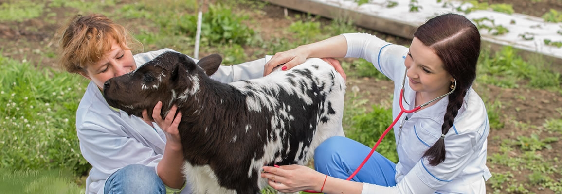 A veterinary technologist checks up on a calf at a rural farm. Photo: stock image from Canva.