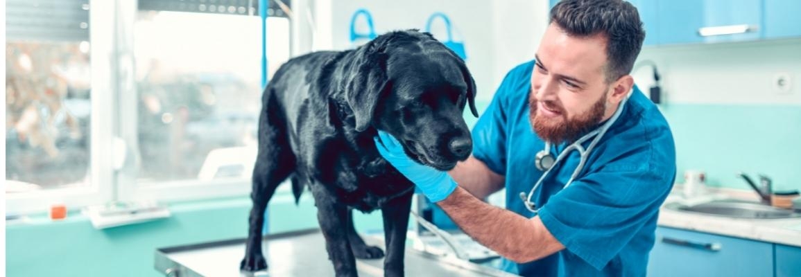A veterinary technologist examines a canine patient. Photo: stock image from Canva