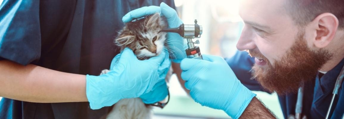 A veterinary technologist examines a feline patient. Photo: stock image from Canva
