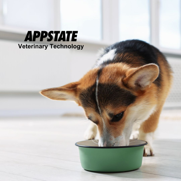 A corgi eats dog food from a green bowl with the App State Veterinary Technology logo in the upper left corner of the image.